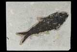 Fossil Fish (Knightia) - Green River Formation #114003-1